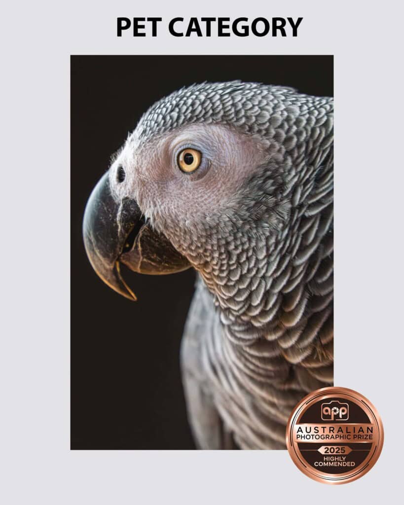 Portrait of a grey African parrot taken by Sydney professional photographer Georgie Greene