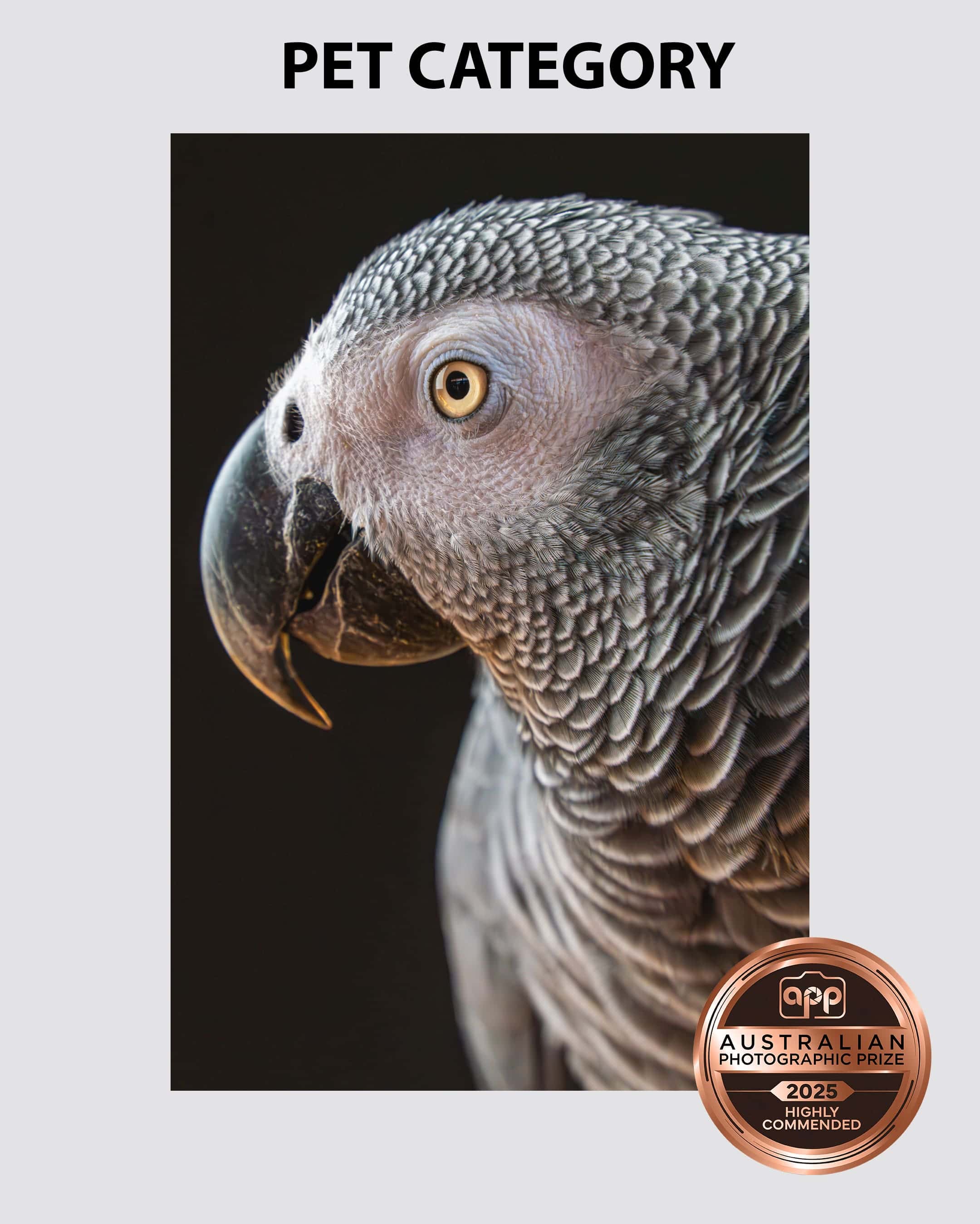 Australian-Photographic-Prize-2025-Pet-Category-Sydney Portrait of a grey African parrot taken by Sydney professional photographer Georgie Greene