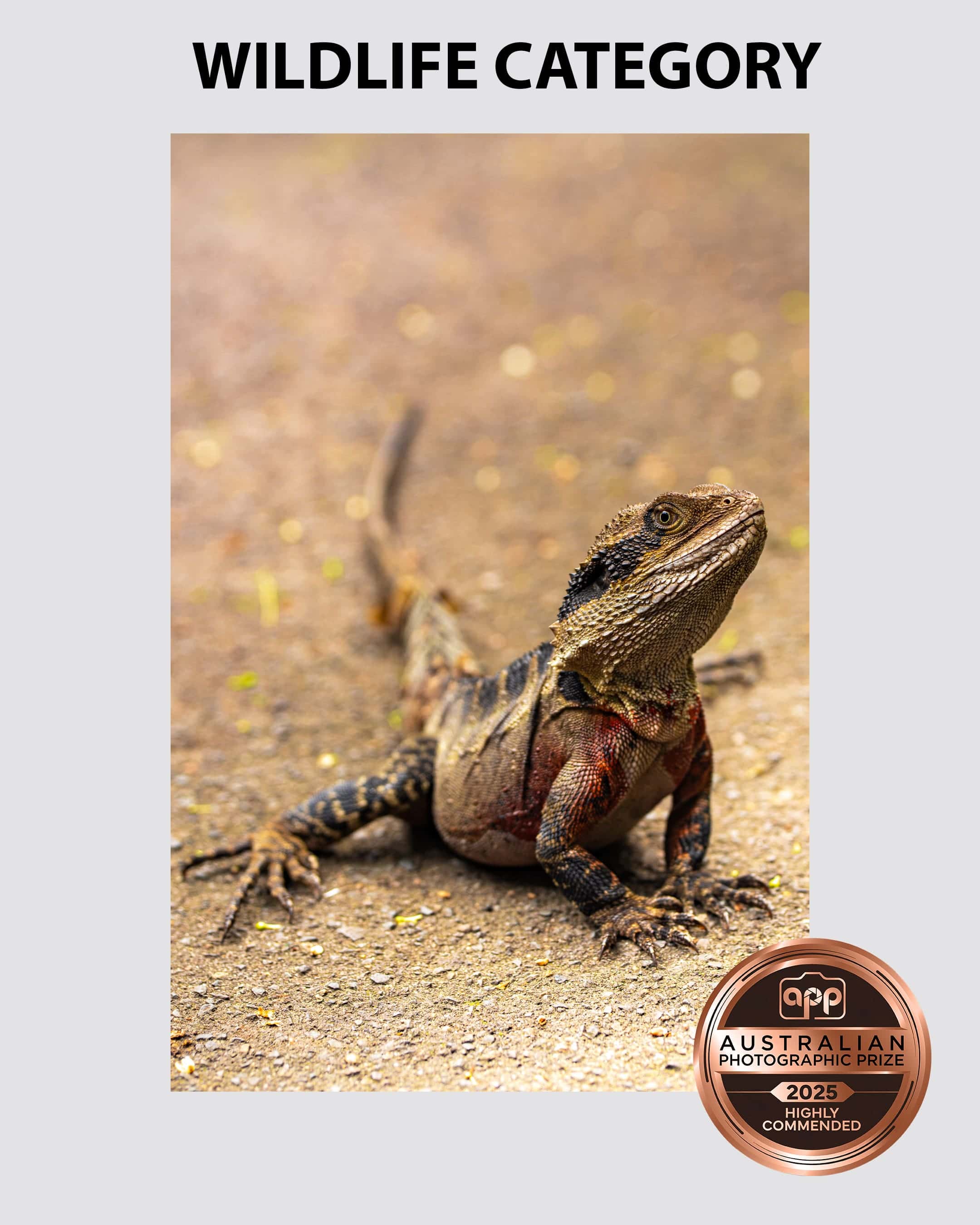 Australian-Photographic-Prize-2025-Wildlife-Category-1-Sydney Portrait of a Water Dragon taken by Sydney professional photographer Georgie Greene