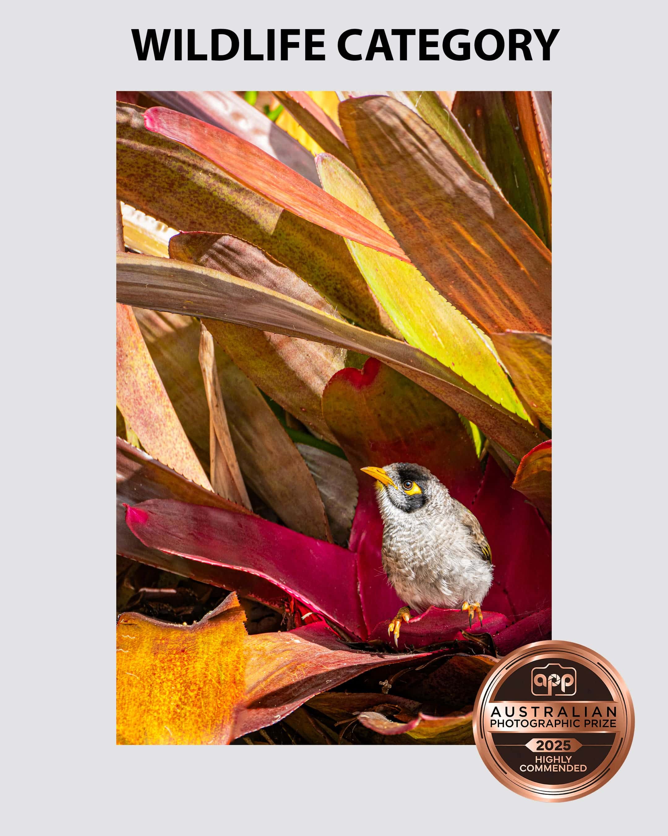 Australian-Photographic-Prize-2025-Wildlife-Category-2-Sydney Portrait of a minor bird hiding from the rain taken by Sydney professional photographer Georgie Greene