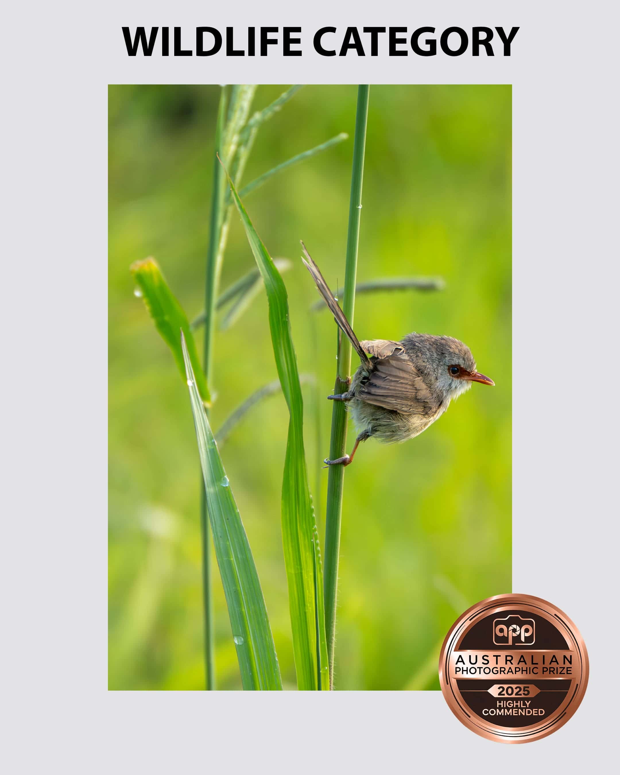 Australian-Photographic-Prize-2025-Wildlife-Category-3-Sydney Portrait of a female fairy wren holding onto a grass stalk taken by Sydney professional photographer Georgie Greene